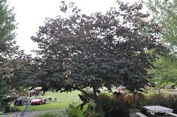 Cercis canadensis 'Forest Pansy' — photo 5